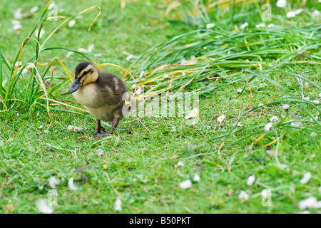 Ein einzelnes Stockente Entlein Wandern in Wiese unter Gänseblümchen Stockfoto