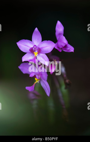 Spathoglottis Plicata. Am Boden Orchidee Blume vor einem dunklen Hintergrund in der indischen Landschaft. Andhra Pradesh, Indien Stockfoto