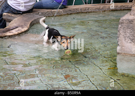 Ein kleiner Hund jagt einen Tennisball in einem Brunnen Stockfoto