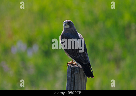 Swainson's Hawk Buteo Swainsoni ruht auf Zaun post angrenzenden Ackerland in der Nähe von Red Rock Lakes Wildlife Refuge Montana im Juli Stockfoto