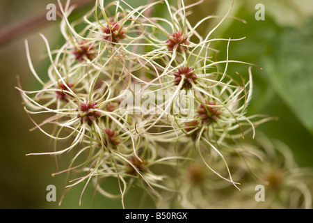 Old Man's Beard (Clematis Vitalba) im Herbst Stockfoto