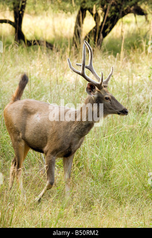 Erwachsene männliche Sambar-Hirsch, Rusa unicolor, Ranthambore Nationalpark, Rajasthan, Indien Stockfoto