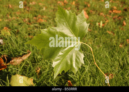 Baum Blätter bei Montrose Pk, Edgware, London, England, uk Stockfoto