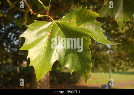 Baum Blätter bei Montrose Pk, Edgware, London, England, uk Stockfoto