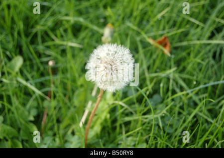 Schöne Blumen bei Montrose Pk, Edgware, London, England, uk Stockfoto