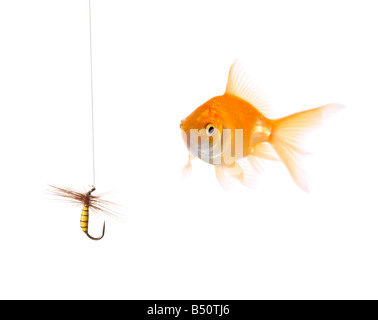 Goldener Fisch und ein Köder für den Fischfang Stockfoto