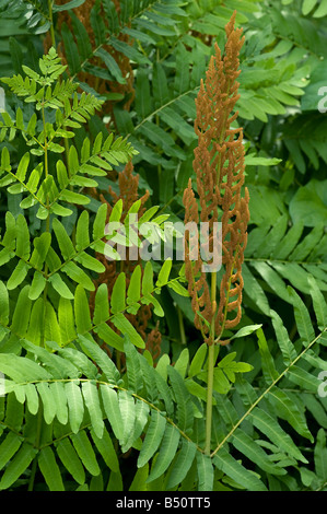 Königsfarn Osmunda Regalis fruchtbaren Tipp mit sterilen grüne Wedel Stockfoto