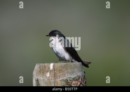 Baum schlucken Tachycineta bicolor ruht auf Zaun post angrenzenden landwirtschaftlichen Flächen in der Nähe von Henrys Lake Park Montana im Juli Stockfoto