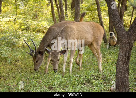 Ein paar junge Sambar-Rotwild, Rusa unicolor, Ranthambore Nationalpark, Rajasthan, Indien Stockfoto