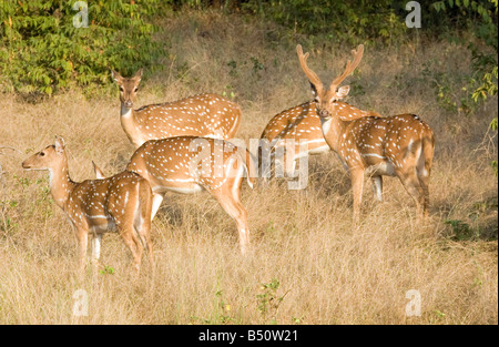 eine Herde von Spotted Hirsch (Axis Axis), Weiden in Ranthambore Nationalpark, Rajasthan, Indien Stockfoto