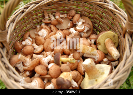 Pilze im Korb auf Hintergrund von grünem Rasen Stockfoto