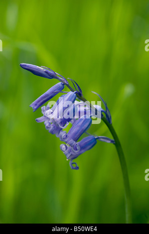 Bluebell Hyacinthoides non Scripta im Wald im Mai Stockfoto