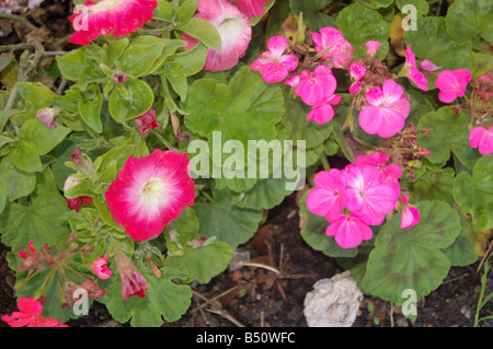 Schöne Blumen bei Montrose Pk, Edgware, London, England, uk Stockfoto