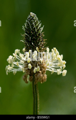 Spitzwegerich Spitzwegerich Plantago Lanceolata Blume mit Reifen Staubblätter Stockfoto