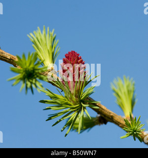 Lärche stieg der weiblichen Blüte der europäischen Lärche Larix Decidua kurz vor der neuen grünen Nadeln öffnet Stockfoto