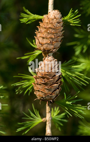 Holzige Zapfen der Lärche Larix Decidua mit neuer Frühling Nadeln Stockfoto