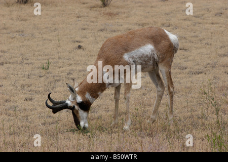 Gabelbock Antilocapra Americana Beweidung in North Yellowstone Park in der Nähe von Gardiner Montana im Juli Stockfoto