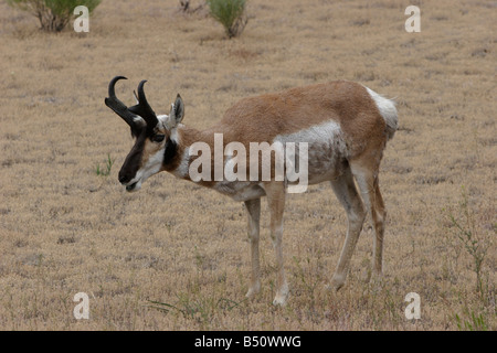 Gabelbock Antilocapra Americana Beweidung in North Yellowstone Park in der Nähe von Gardiner Montana im Juli Stockfoto