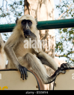 Eine junge graue Languren sitzt in einem Auto, Ranthambore, Rajasthan, Indien Stockfoto