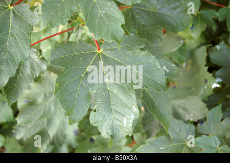 Baum Blätter bei Montrose Pk, Edgware, London, England, uk Stockfoto