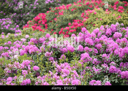 Baldachin von Rhododendron Blüten, Sheringham Park, Norfolk, England Stockfoto