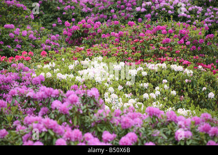 Baldachin von Rhododendron Blüten, Sheringham Park, Norfolk, England Stockfoto