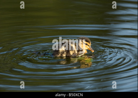 Stockente Entlein Anas Platyrhunchos spät abends mit dunklem Auge Streifen am Ufer Teich schwimmen Stockfoto