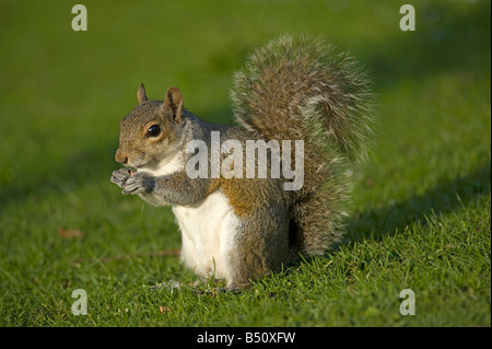 Graue Eichhörnchen Sciurus Carolinensis in der Dämmerung auf Nahrungssuche Stockfoto