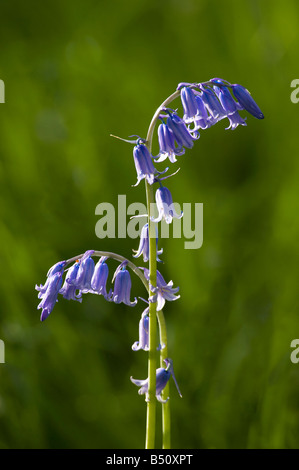 Glockenblumen Hyacinthoides non Scripta im Wald im Mai Stockfoto