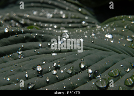 Wassertropfen auf einem Blatt hosta Stockfoto