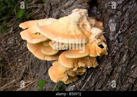 Huhn im Wald Laetiporus Sulphureus Herbst Stockfoto