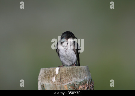 Baum schlucken Tachycineta bicolor ruht auf Zaun post angrenzenden landwirtschaftlichen Flächen in der Nähe von Henrys Lake Park Montana im Juli Stockfoto