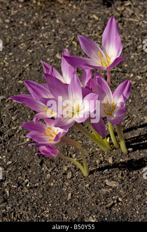 Blüten der Herbstzeitlose Colchicum in Sonne Ende September öffnen Stockfoto