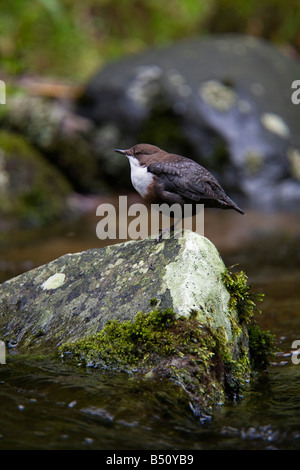 Wasseramsel Cinclus Cinclus in einen Stream-devon Stockfoto