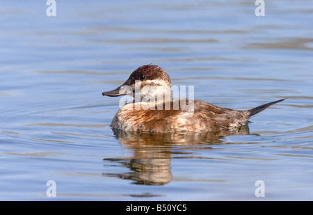 Ruddy Duck Oxyura Jamaicensis Tucson Pima Co ARIZONA USA 23 März Erwachsene weibliche Anatidae Stockfoto