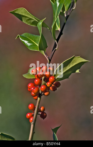 Holly Ilex Aquifolium Fruchtkörper Stockfoto