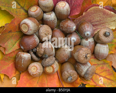 verschiedene farbige Blätter von Eiche und Ahorn mit Eicheln im Herbst Stockfoto