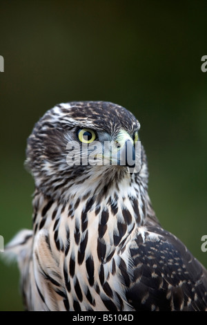 Habicht Accipiter Gentilis juvenile Weibchen Stockfoto