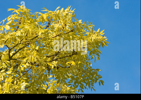Goldene Esche Fraxinus Excelsior Aurea im Herbst Stockfoto