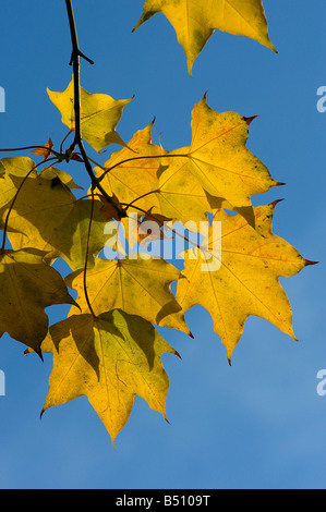 Cappodocian Ahorn Acer Cappodocicum Aureum Blätter im Herbst Stockfoto