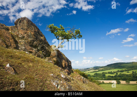Einsame Eiche klammert sich an das Leben auf Felsen von Lawley Hill in Kirche Stretton Hügeln in Sommersonne Shropshire England UK United Kingdom Stockfoto