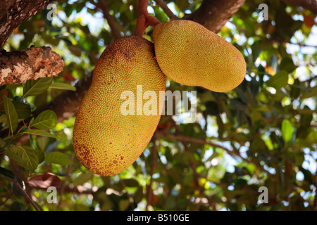 Jackfrucht Stockfoto