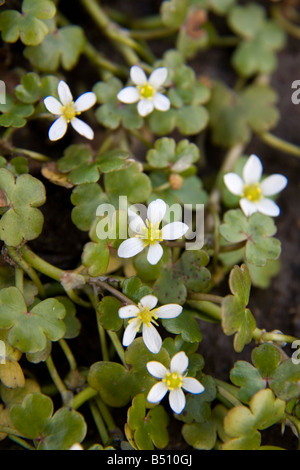 rotblättrige Crowfoot Ranunculus Omiophyllus Runde Stockfoto