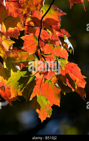 Rot-Ahorn Acer Rubrum Blätter drehen Farbe im Herbst Stockfoto