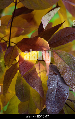 Esche Fraxinus Americana im Herbst Blätter Stockfoto