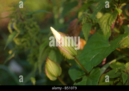 Ziemlich grün Blumen bei Montrose Pk, Edgware, London, England, uk Stockfoto