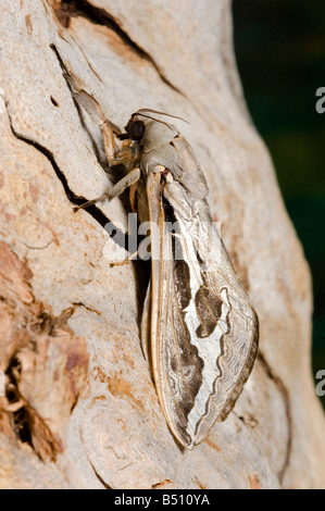 Australische Geist schnell Motten Stockfoto