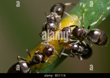 Ameisen eher weiche braune Schildläuse und ernähren sich von deren Honigtau Stockfoto