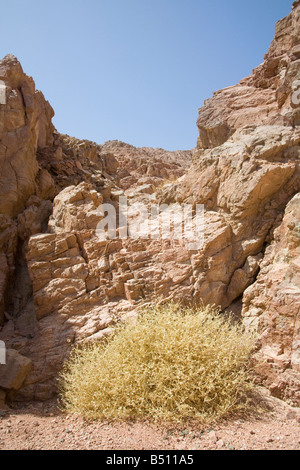 Dürre resistente Pflanze in den Bergen der Wüste Sinai in der Nähe von Dahab in Ägypten Stockfoto