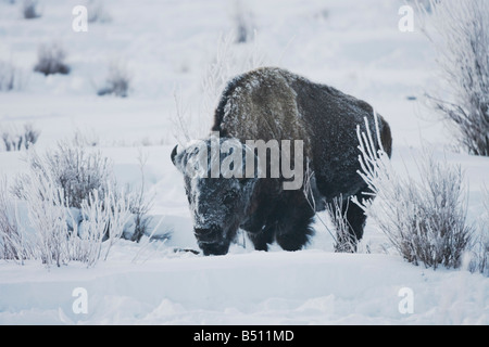 Amerikanische Bisons Buffalo Bison Bison Erwachsener im Schnee Yellowstone National Park in Wyoming USA Stockfoto